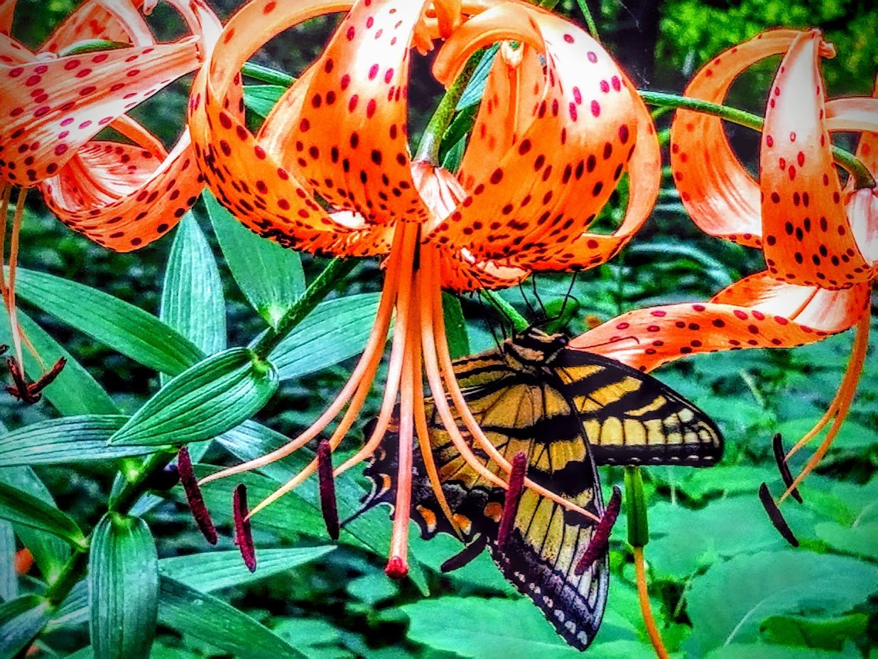 Nature-inspired gift ideas