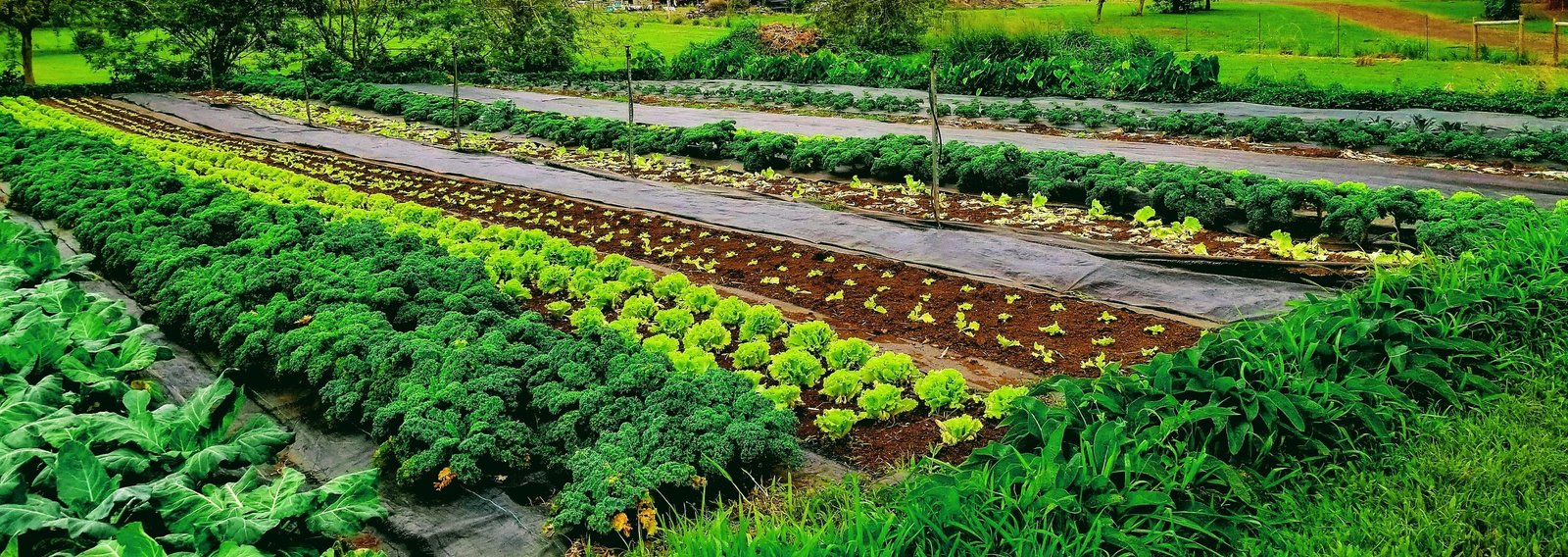 Nature and regenerative living