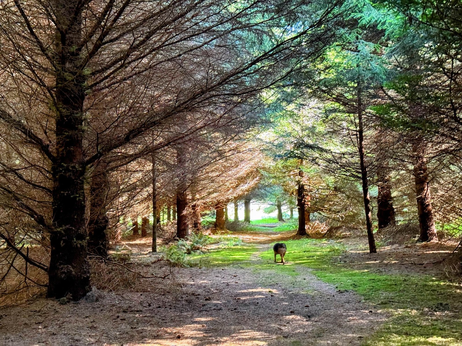 Majestic redwood forest