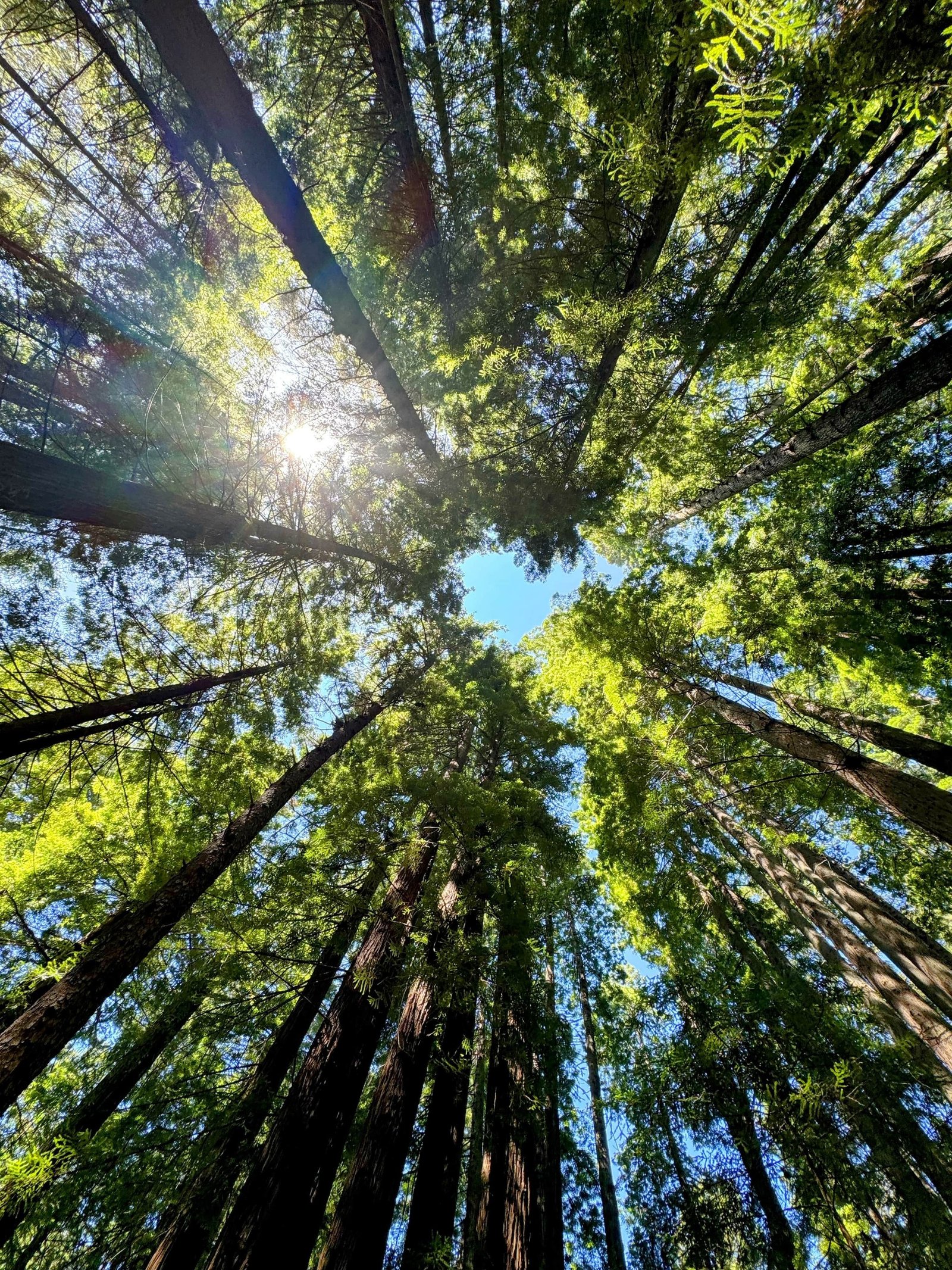 Redwood forest trails