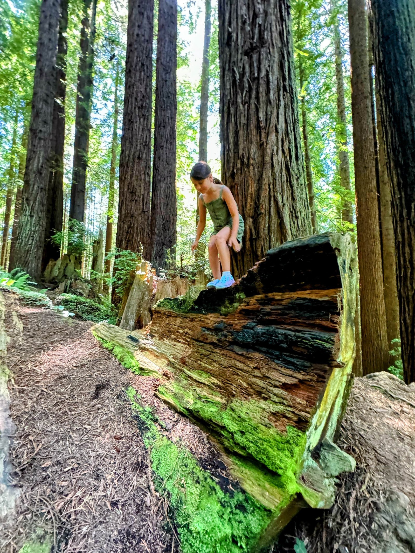 Nature's cathedral of trees