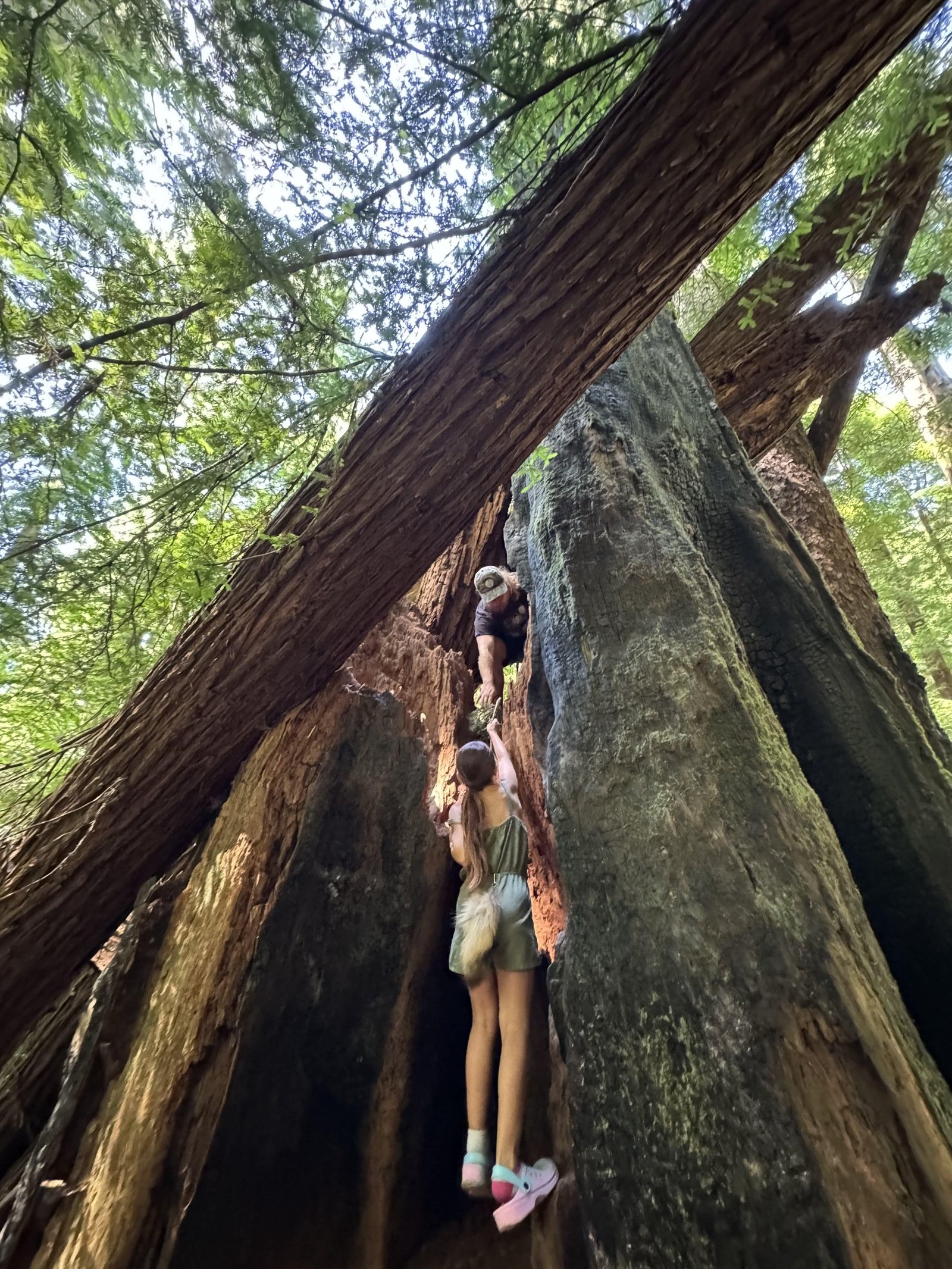 Walking among ancient redwoods