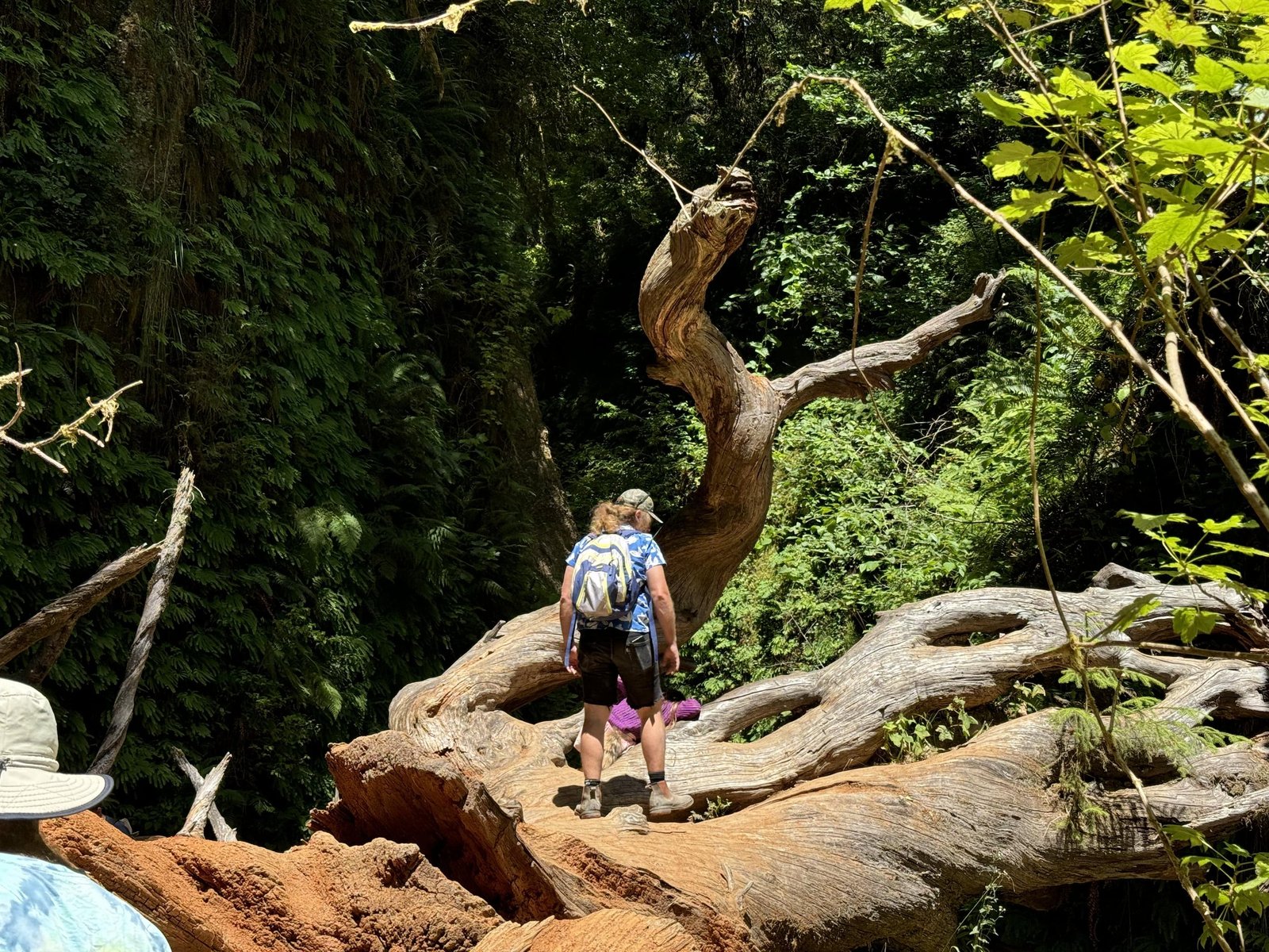 Redwood adventure moments